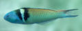 Thalassoma bifasciatum3850.jpg