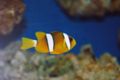 Amphiprion clarkii-4133.jpg