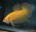 Betta-goldyellow-2219.jpg