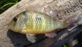 Gymnogeophagus gymnogenys-4668.jpg