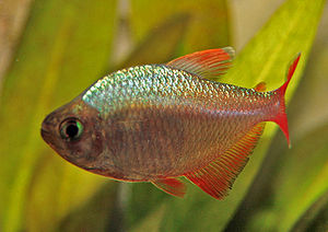 Hyphessobrycon colombianus0294.jpg