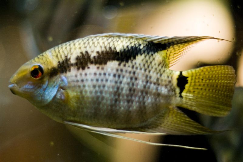 File:Mesonauta festivus-851.jpg