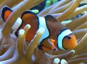 Amphiprion percula.JPG