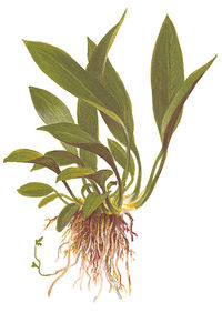 AnubiasvarAngustifolia.jpg