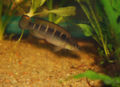 Crenicichla compressiceps-5484.jpg