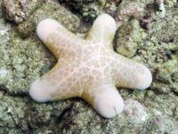 Choriaster - Wikipedia