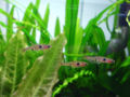 Dwarf rasbora-3601.jpg