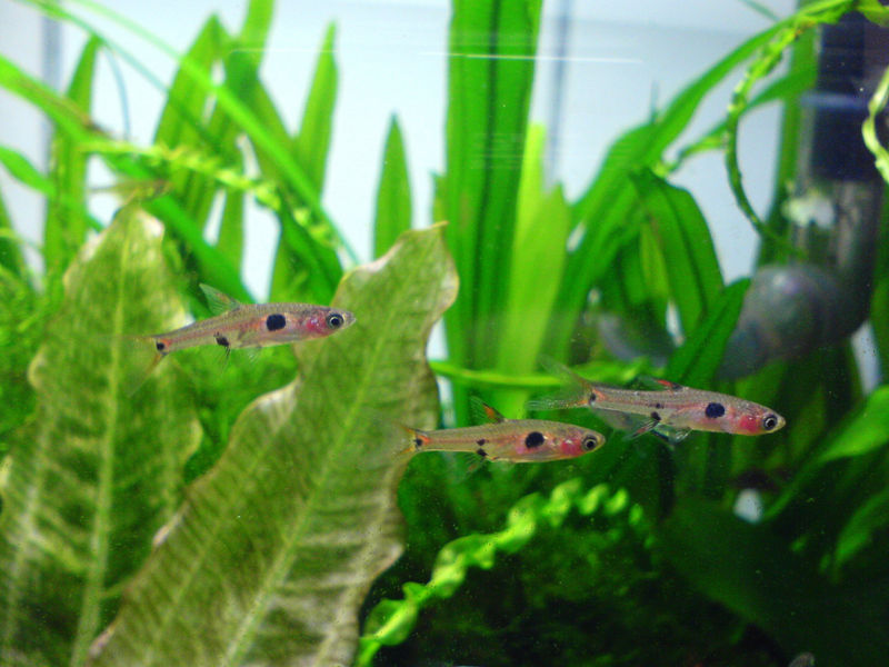 File:Dwarf rasbora-3601.jpg