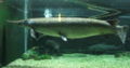 Alligator gar-1055.jpg