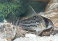 Corydoras schwartzi1.jpg