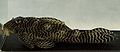Kingtigerpleco.jpg
