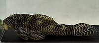 Kingtigerpleco.jpg