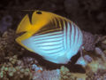 Chaetodon auriga3453.jpg