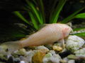 Albino fisch.jpg