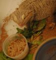 Bearded Dragon Eating mealworms by justinbaeder-4071.jpg