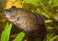 Astronotus ocellatus-3307.jpg