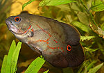 Astronotus ocellatus-3307.jpg