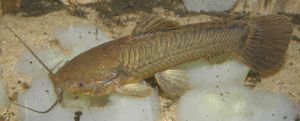 Callichthys callichthys.JPG