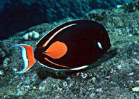 Acanthurus achilles1.jpg