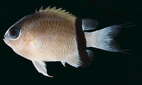 Chromis retrofasciata.jpg