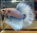 GrizzledbluepastelHMbetta.jpg