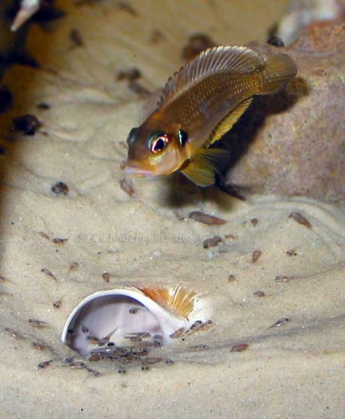 File:Lamprologus Occelatus Gold-4184.jpg