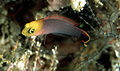 Pseudochromis elongatus5532.jpg