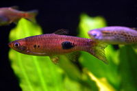 Rasbora kalochroma.jpg