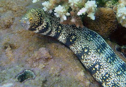 Snowflake Moray Eel