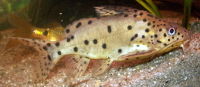 Synodontis njassae 01 ssj 20050321.jpg