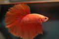 Betta-hmorange-6844.jpg