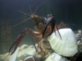 Procambarus Clarkii.JPG