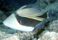 Rhinecanthus rectangulus3458.jpg