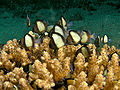 Acropora loripes5568.jpg