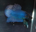 Betta-royalblue-2069.jpg