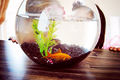 Fishbowl1.jpg