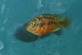 Haplochromis sauvagei male.jpg