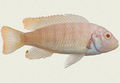 Labidochromis caeruleusalbino446.jpg