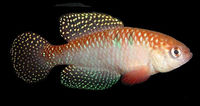 Simpsonichthys picturatus453.jpg