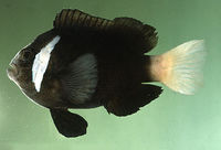 Amphiprion mccullochi.jpg