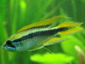 Apistogramma agassizii2342.JPG