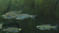Danio-tinwini.jpg