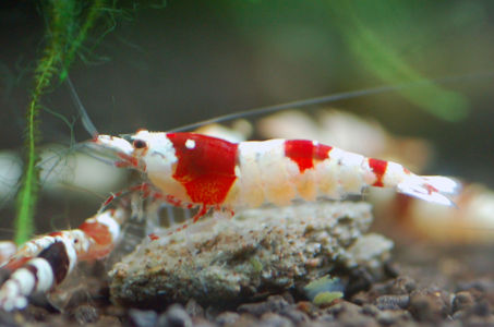 Crystal Red Shrimp