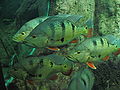 Cichla ocellaris-8020.jpg