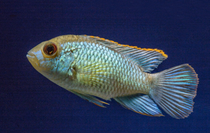 Electric Blue Acara.png