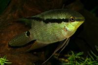 Mesonauta insignis.jpg