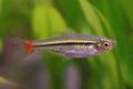 Rasbora borapetensis.jpg