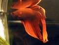 Betta splendens1.jpg