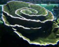 Montipora capriconis -3986.jpg