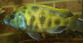 Nimbochromis venustus.JPG